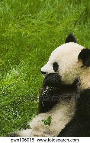 Close-up of a panda (Alluropoda melanoleuca) eating grass View Large Photo Image Stock Photography - Close-up of a panda (Alluropoda melanoleuca) eating grass. Fotosearch