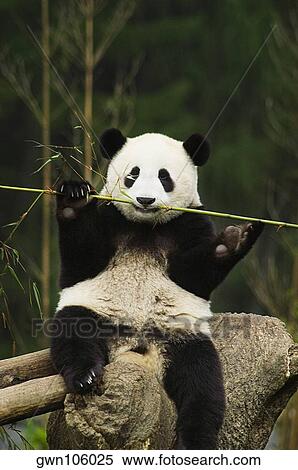 Close-up of a panda (Alluropoda melanoleuca) chewing a stick View Large Photo Image Stock Photography - Close-up of a panda (Alluropoda melanoleuca) chewing a stick. Fotosearch