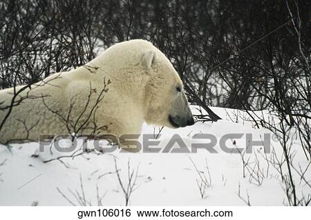 Stock Photograph - Close-up of a Polar bear sitting on a snow covered landscape. Fotosearch