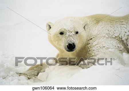 Picture - Close-up of a Polar bear (Ursus Maritimus). Fotosearch