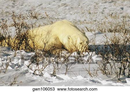 Close-up of a Polar bear (Ursus Maritimus) resting View Large Photo Image Stock Image - Close-up of a Polar bear (Ursus Maritimus) resting. Fotosearch