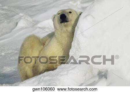 Close-up of a Polar bear (Ursus Maritimus) sitting on snow View Large Photo Image Stock Image - Close-up of a Polar bear (Ursus Maritimus) sitting on snow. Fotosearch