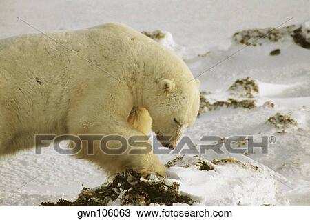 Close-up of a Polar bear (Ursus Maritimus) digging for seaweed View Large Photo Image Stock Image - Close-up of a Polar bear (Ursus Maritimus) digging for seaweed. Fotosearch
