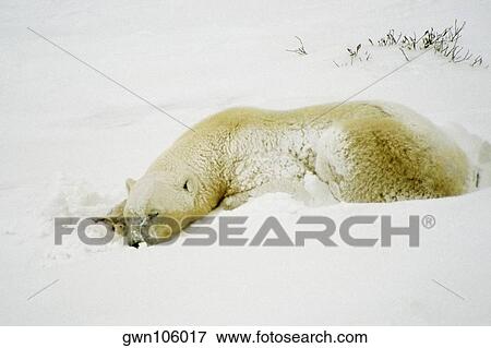 Stock Photo - Close-up of a Polar bear (Ursus Maritimus) sleeping. Fotosearch