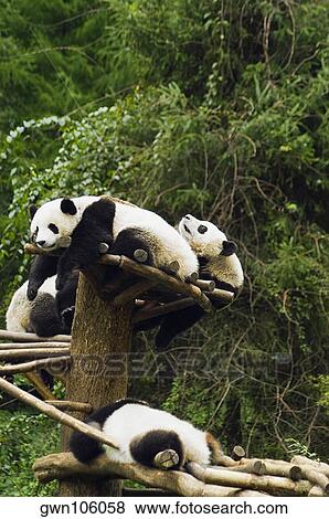 Stock Photo - Four pandas (Ailuropoda melanoleuca) resting in a forest. Fotosearch
