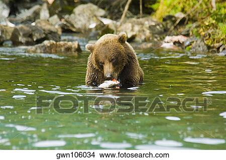 Grizzly bear (Ursus arctos horribilis) eating a salmon View Large Photo Image Picture - Grizzly bear (Ursus arctos horribilis) eating a salmon. Fotosearch