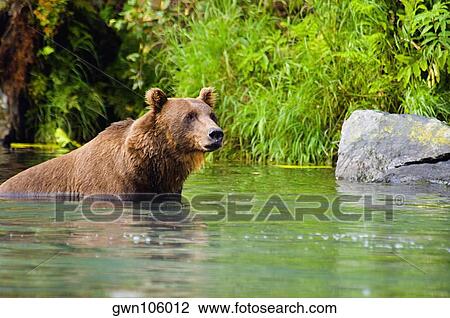 Stock Image - Grizzly bear (Ursus arctos horribilis) wading in water. Fotosearch