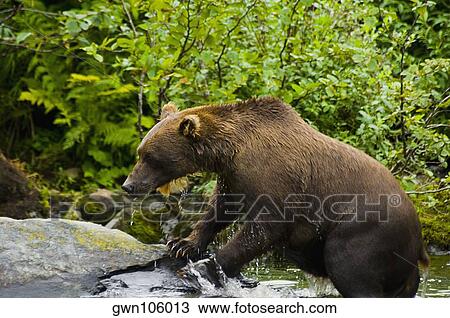 Stock Image - Grizzly bear (Ursus arctos horribilis) on the rock. Fotosearch