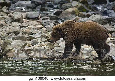 Grizzly bear (ursus arctos horribilis) foraging on a riverside View Large Photo Image Stock Image - Grizzly bear (ursus arctos horribilis) foraging on a riverside. Fotosearch