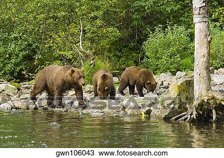 Stock Image - Grizzly bear (Ursus arctos horribilis) with two young cubs walking in a forest. Fotosearch