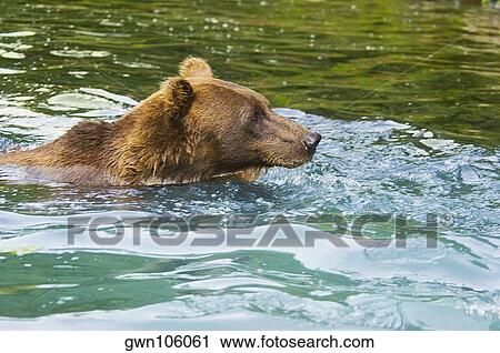 Grizzly bear (Ursus arctos horribilis) swimming in water View Large Photo Image Stock Image - Grizzly bear (Ursus arctos horribilis) swimming in water. Fotosearch