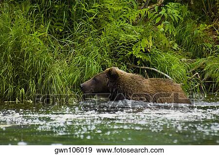 Stock Photo - Grizzly bear (Ursus arctos horribilis) in the river. Fotosearch