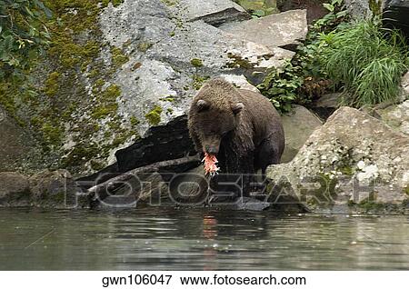 Grizzly bear (Ursus arctos horribilis) eating a salmon View Large Photo Image Stock Photo - Grizzly bear (Ursus arctos horribilis) eating a salmon. Fotosearch