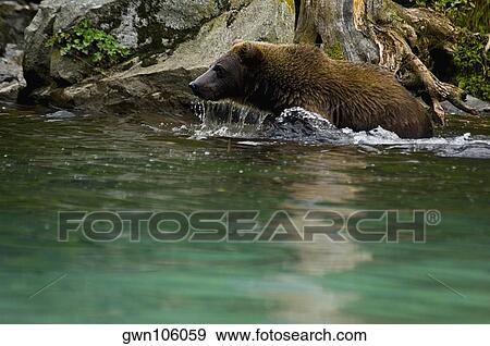 Grizzly bear (Ursus arctos horribilis) in water View Large Photo Image Stock Photo - Grizzly bear (Ursus arctos horribilis) in water. Fotosearch