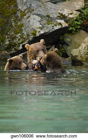 Stock Photograph - Grizzly bear (Ursus arctos horribilis) with its two young cubs in a lake. Fotosearch