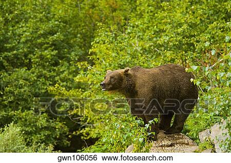 Grizzly bear (Ursus arctos horribilis) standing on a rock View Large Photo Image Stock Photograph - Grizzly bear (Ursus arctos horribilis) standing on a rock. Fotosearch
