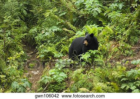 Stock Image - High angle view of a Black bear (Ursus americanus) in a forest. Fotosearch
