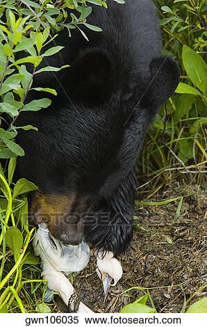High angle view of a Black bear (Ursus americanus) eating a salmon View Large Photo Image Stock Photography - High angle view of a Black bear (Ursus americanus) eating a salmon. Fotosearch