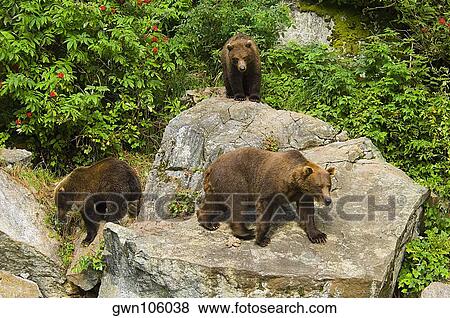Stock Photo - High angle view of three Grizzly bears (Ursus arctos horribilis) in a forest. Fotosearch