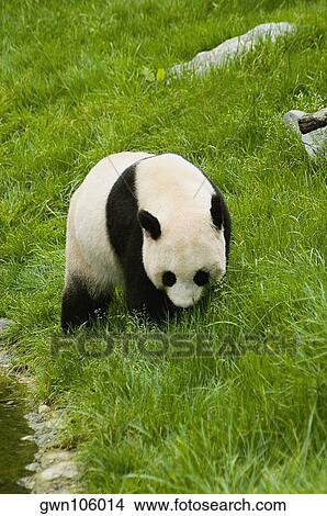Panda (Alluropoda melanoleuca) wandering in a field View Large Photo Image Picture - Panda (Alluropoda melanoleuca) wandering in a field. Fotosearch