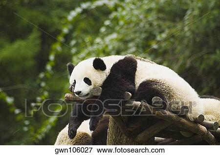 Panda (Alluropoda melanoleuca) resting on a wooden structure View Large Photo Image Stock Photo - Panda (Alluropoda melanoleuca) resting on a wooden structure. Fotosearch