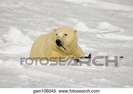 Stock Photography - Polar bear (Ursus Maritimus) eating seaweed. Fotosearch