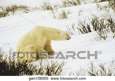 Polar bear (Ursus Maritimus) sitting in snow View Large Photo Image Stock Photography - Polar bear (Ursus Maritimus) sitting in snow. Fotosearch