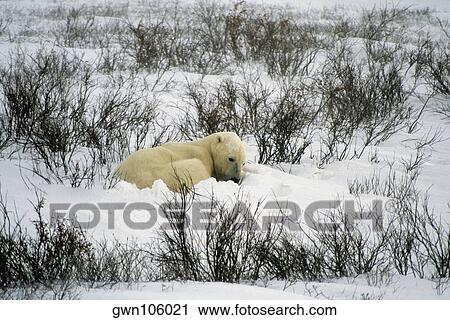 Polar bear (Ursus Maritimus) sleeping on a snow covered landscape View Large Photo Image Stock Image - Polar bear (Ursus Maritimus) sleeping on a snow covered landscape. Fotosearch