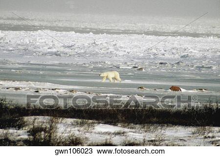 Stock Image - Polar bear (Ursus Maritimus) walking in a snow covered landscape. Fotosearch