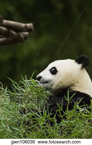 Side profile of a panda (Alluropoda melanoleuca) sitting in a field View Large Photo Image Stock Image - Side profile of a panda (Alluropoda melanoleuca) sitting in a field. Fotosearch