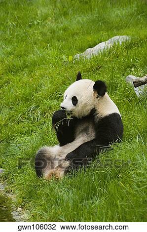 Side profile of a panda (Alluropoda melanoleuca) eating grass View Large Photo Image Stock Image - Side profile of a panda (Alluropoda melanoleuca) eating grass. Fotosearch