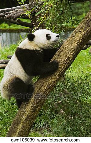 Side profile of a panda (Alluropoda melanoleuca) climbing a tree trunk View Large Photo Image Stock Photo - Side profile of a panda (Alluropoda melanoleuca) climbing a tree trunk. Fotosearch