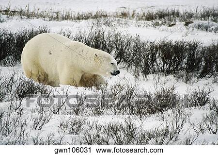 Side profile of a Polar bear (Ursus Maritimus) walking on a snow covered landscape View Large Photo Image Stock Image - Side profile of a Polar bear (Ursus Maritimus) walking on a snow covered landscape. Fotosearch