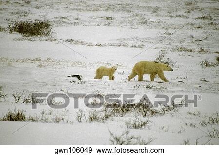 Side profile of a Polar bear (Ursus Maritimus) walking with its cub View Large Photo Image Stock Photo - Side profile of a Polar bear (Ursus Maritimus) walking with its cub. Fotosearch