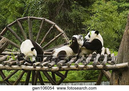Three pandas (Alluropoda melanoleuca) sitting on a wooden platform View Large Photo Image Picture - Three pandas (Alluropoda melanoleuca) sitting on a wooden platform. Fotosearch