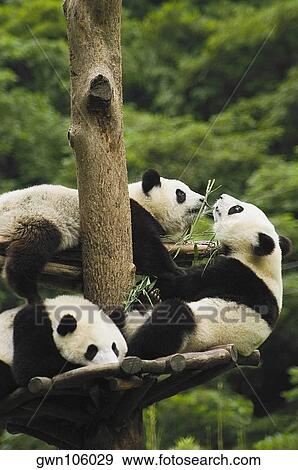 Stock Photo - Three pandas (Alluropoda melanoleuca) resting on a tree trunk. Fotosearch