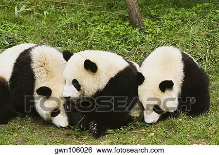 Three pandas (Alluropoda melanoleuca) sitting in a field View Large Photo Image Stock Photograph - Three pandas (Alluropoda melanoleuca) sitting in a field. Fotosearch