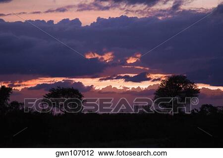Clouds over a forest at dusk, South Africa View Large Photo Image Stock Image - Clouds over a forest at dusk, South Africa. Fotosearch