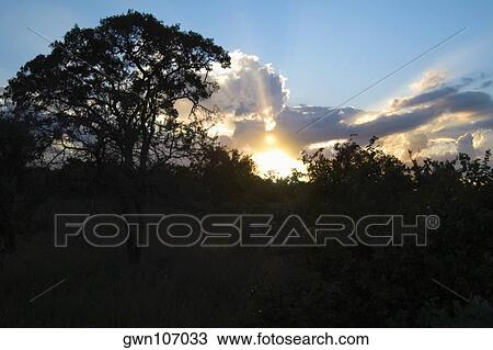 Silhouette of trees at sunset, Kruger National Park, South Africa View Large Photo Image Stock Image - Silhouette of trees at sunset, Kruger National Park, South Africa. Fotosearch