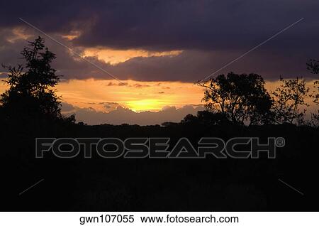 Silhouette of trees at sunset, South Africa View Large Photo Image Stock Photography - Silhouette of trees at sunset, South Africa. Fotosearch