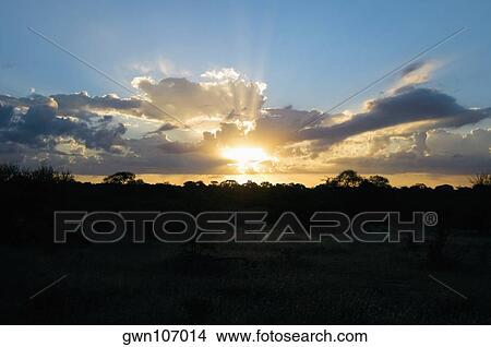 Sunset over a forest, South Africa View Large Photo Image Picture - Sunset over a forest, South Africa. Fotosearch