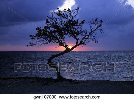 Sunset over the sea, Blackbeard's Caye, Belize View Large Photo Image Stock Image - Sunset over the sea, Blackbeard's Caye, Belize. Fotosearch