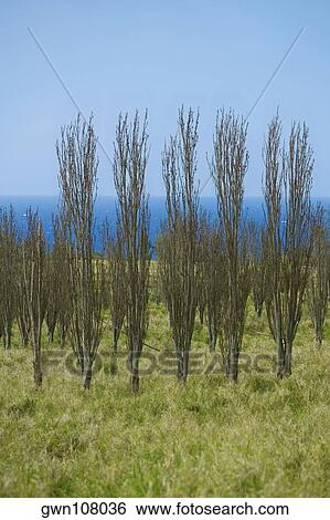 Bare trees in a field, Pololu Valley, Kohala, Big Island, Hawaii Islands, USA View Large Photo Image Stock Photograph - Bare trees in a field, Pololu Valley, Kohala, Big Island, Hawaii Islands, USA. Fotosearch