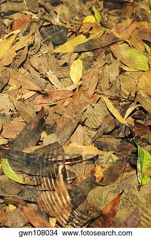 Picture - Close-up dry leaves. Fotosearch