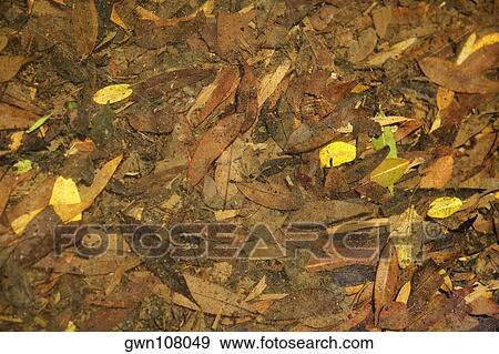 Stock Photo - Close-up dry leaves. Fotosearch