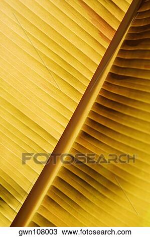 Close-up of a banana leaf, Hawaii Tropical Botanical Garden, Hilo, Big Island, Hawaii Islands, USA View Large Photo Image Stock Image - Close-up of a banana leaf, Hawaii Tropical Botanical Garden, Hilo, Big Island, Hawaii Islands, USA. Fotosearch