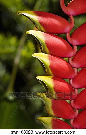 Close-up of a bunch of red flowers in a botanical garden, Hawaii Tropical Botanical Garden, Hilo, Big Island, Hawaii Islands, USA View Large Photo Image Stock Image - Close-up of a bunch of red flowers in a botanical garden, Hawaii Tropical Botanical Garden, Hilo, Big Island, Hawaii Islands, USA. Fotosearch