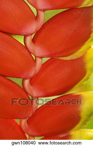 Stock Image - Close-up of a bunch of red flowers in a botanical garden, Hawaii Tropical Botanical Garden, Hilo, Big Island, Hawaii Islands, USA. Fotosearch