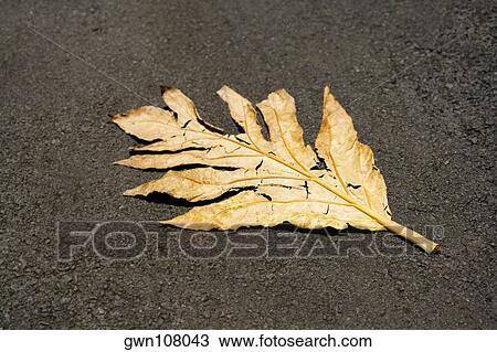 Stock Image - Close-up of a dry leaf in a botanical garden, Hawaii Tropical Botanical Garden, Hilo, Big Island, Hawaii Islands, USA. Fotosearch