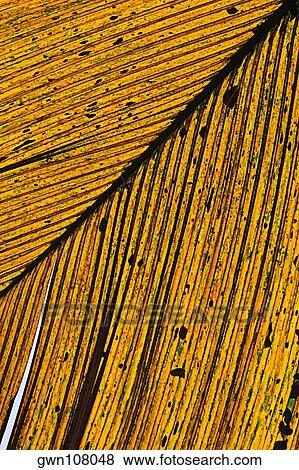 Close-up of a dry leaf in a botanical garden, Hawaii Tropical Botanical Garden, Hilo, Big Island, Hawaii Islands, USA View Large Photo Image Stock Photo - Close-up of a dry leaf in a botanical garden, Hawaii Tropical Botanical Garden, Hilo, Big Island, Hawaii Islands, USA. Fotosearch